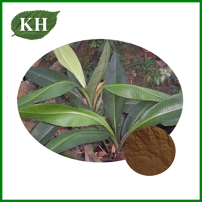 Kacip Fatima Extract
